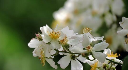 以荼糜花花语解析与传达之道（探究荼糜花花语的深层含义及其传达技巧）