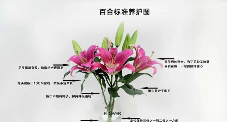 大花蕙兰换盆时间与方法（护花有道）