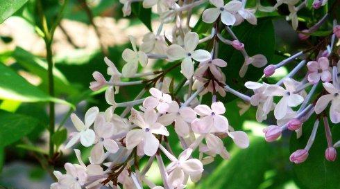 五瓣丁香花的含义与象征（美丽而寓意深远的五瓣丁香花）