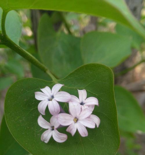 五瓣丁香花的含义与象征（美丽而寓意深远的五瓣丁香花）