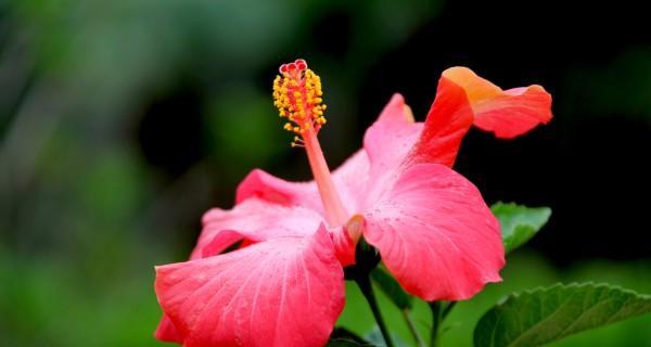 夏日花香——绿叶红花的代表植物（以夏天为主题的植物世界中最美的15种花卉）