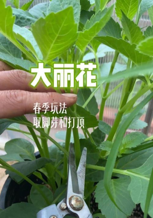 大丽花的打顶时间与方法（了解如何正确打顶大丽花）