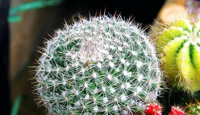 探秘仙人球花语的神秘世界（揭开仙人球花语的意义与传说）