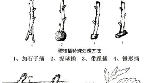 大丽花块茎繁殖与种植全攻略（打造美轮美奂的大丽花花园）