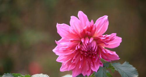 探秘大丽花的开花时间和花期（从生长环境看大丽花开花时间）