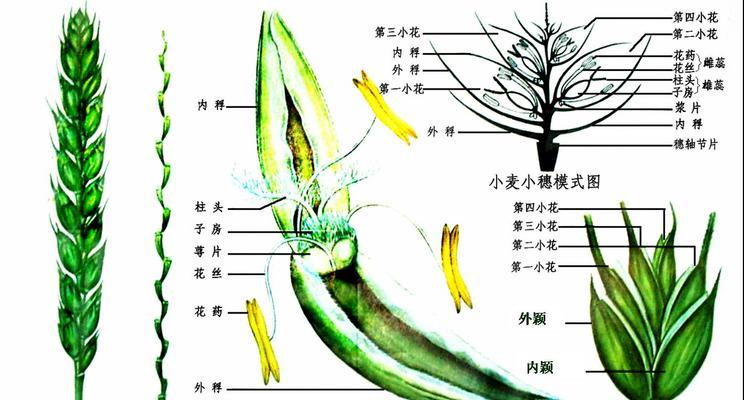 大丽花叶子卷曲原因与处理方法（室内外养护注意事项）