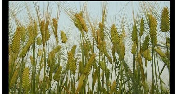 探讨大麦的生长习性与生长环境条件（适应性强的大麦——一种优秀的粮食作物）
