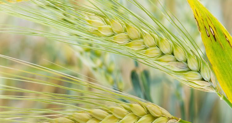 探讨大麦的生长习性与生长环境条件（适应性强的大麦——一种优秀的粮食作物）