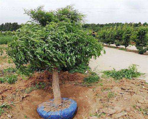 大门风水之植物篇（如何选择适合放置在家门口的植物）