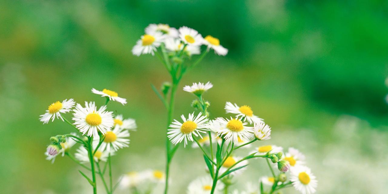 小邹菊花语传说大揭秘（揭秘小邹菊花语的来历与意义）