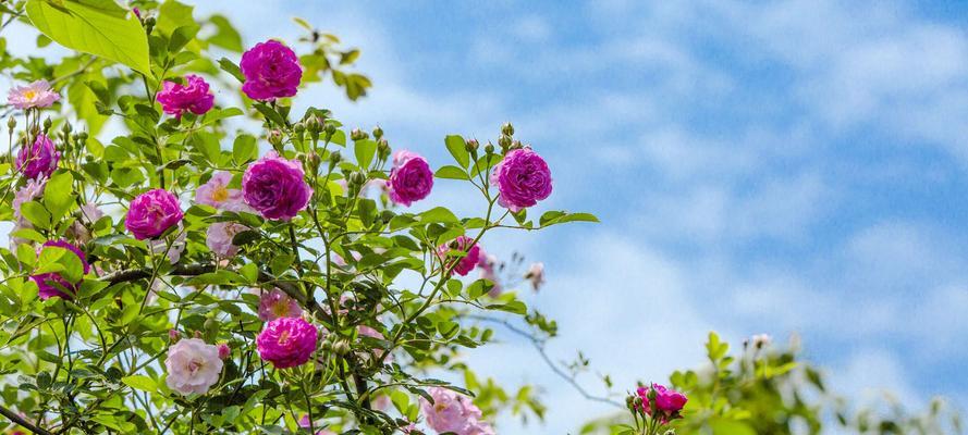 杏花古代别称的花语与寓意（探寻杏花古代别称的文化内涵）