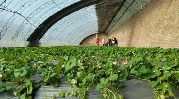 大棚草莓种植时间和技巧：科学种植让收成更丰盛