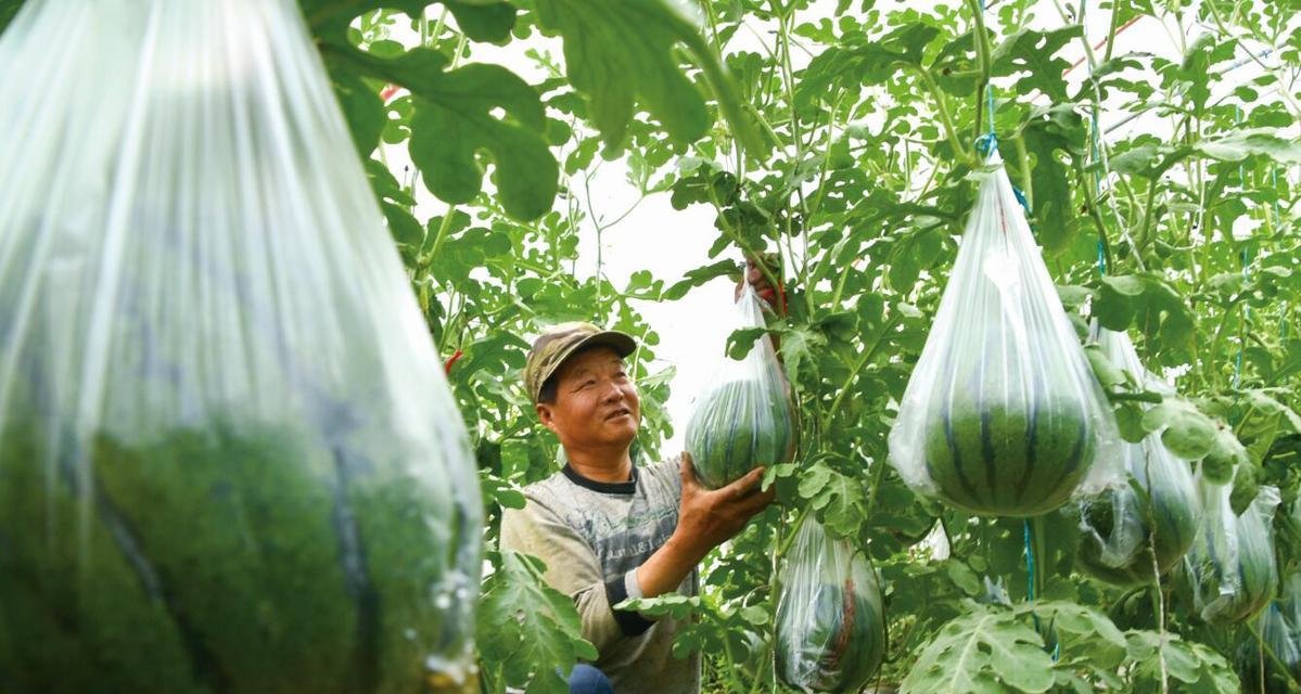 大棚西瓜如何种植（一年可以种几次）