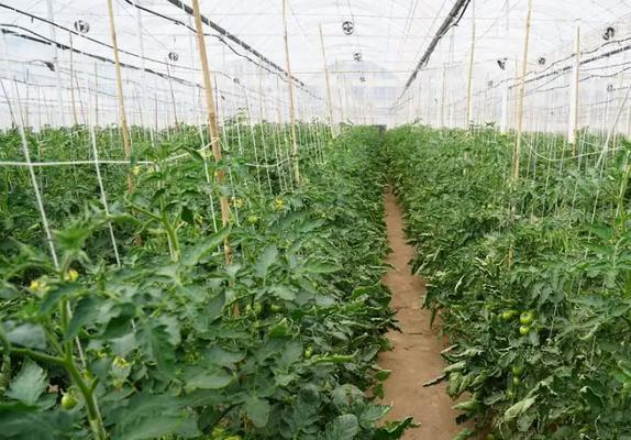 大棚西红柿种植的最佳时间（选择种植的关键时期和注意事项）