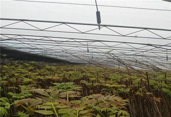 大棚香椿种植指南