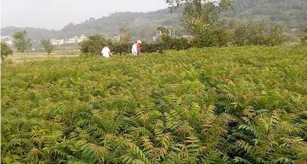 大棚香椿种植指南