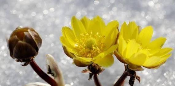 雪莲花的花语——美丽与纯洁的象征（拥抱优雅与清雅的花语世界）