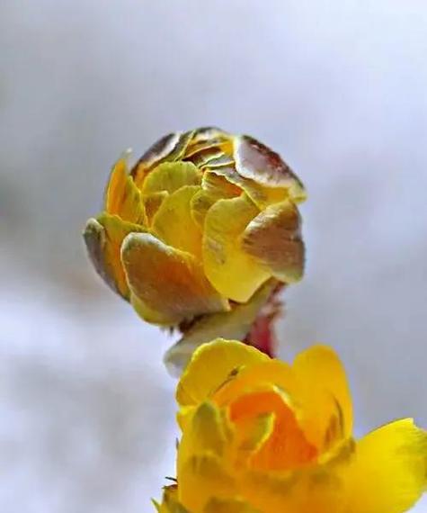 雪莲花花语（探索雪莲花的意义与美丽）