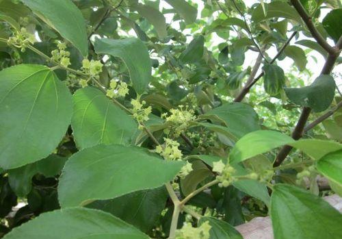 大青枣的开花次数及适宜种植条件（一年开几次花）
