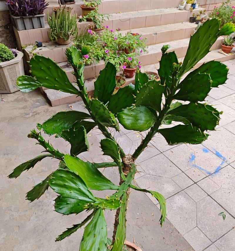 大树的生命之谜——探究这位古老植物的生长与发展（从生物分类学的角度看大树的分类及特征）