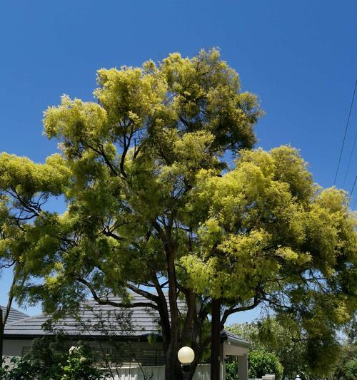 大树的生命之谜——探究这位古老植物的生长与发展（从生物分类学的角度看大树的分类及特征）