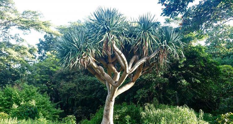 大树下适合种植哪些植物（挑选适合大树下生长的植物种类）