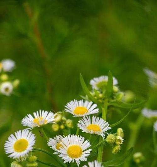 野菊花花语的深意与象征（探寻野菊花的含义和象征意义）