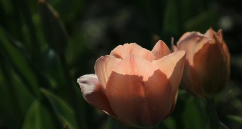 探寻野生郁金香花语贞操的奥秘（从花卉中读懂美德与高尚）