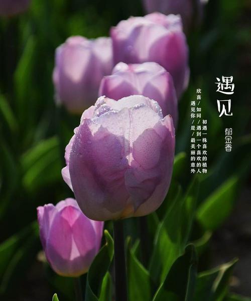 探寻野生郁金香花语贞操的奥秘（从花卉中读懂美德与高尚）