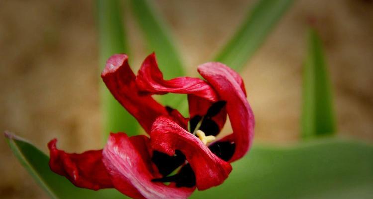 探寻野生郁金香花语贞操的奥秘（从花卉中读懂美德与高尚）