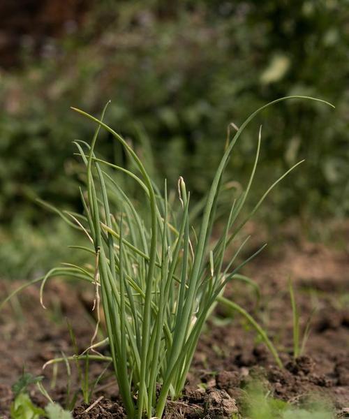 大蒜——一种百合科多年生草本植物（从植物学角度探究大蒜的特点与应用）