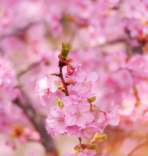 樱花的花语与寓意（送给心爱的人）