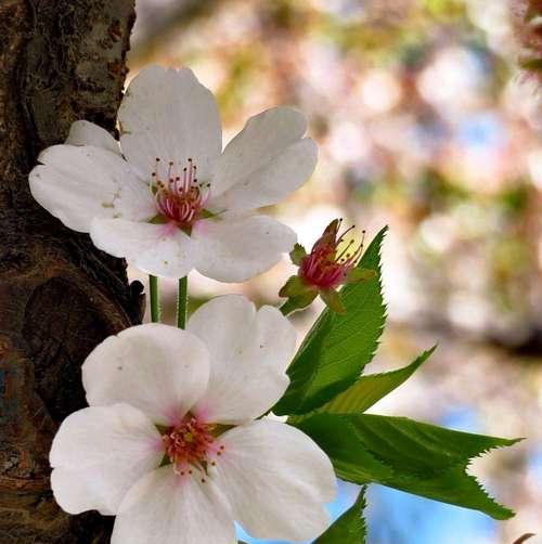 樱花的花语与寓意（送给心爱的人）