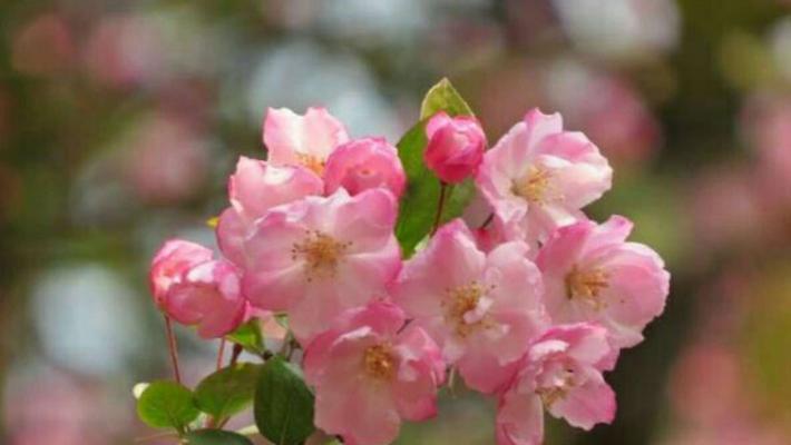 樱花之美（探寻樱花的深层内涵和文化背景）