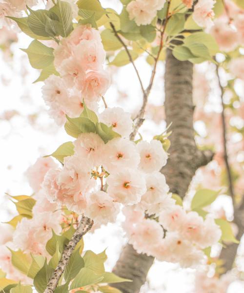 樱花之美（探寻樱花的深层内涵和文化背景）