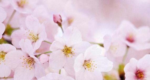 樱花花语——浪漫之美（探寻樱花花语的深层含义）