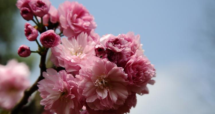 樱花花语的象征寓意（探索樱花的神秘世界）