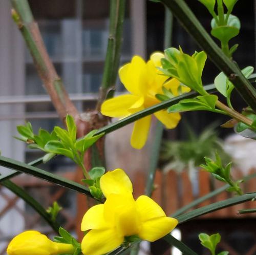 迎春花的花语（探寻迎春花的花语）