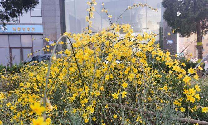 迎春花的花语与象征（揭秘春天的使者——迎春花的意义和象征）