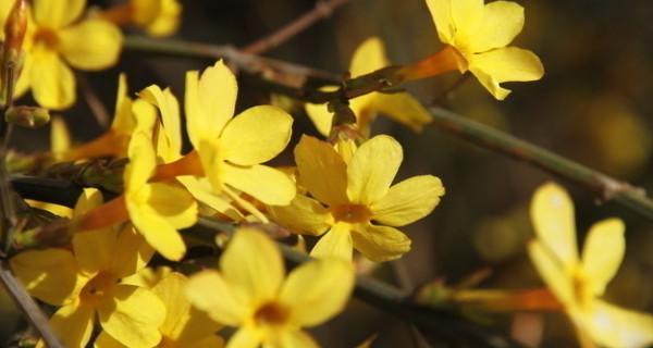 迎春花（春花烂漫迎新年）