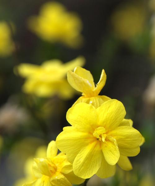 迎春花（春花烂漫迎新年）