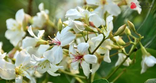 油桐花花语（初入青春）