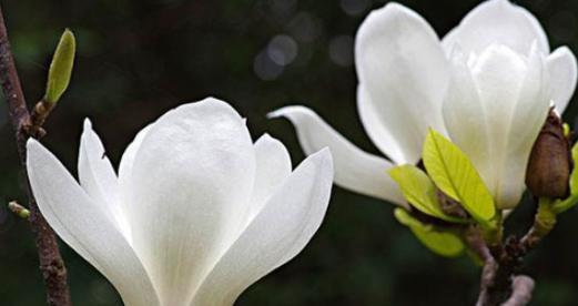 玉兰花花语的奥秘（探寻玉兰花的花语及其象征意义）