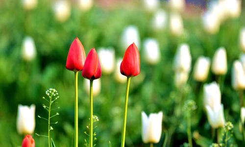 郁金香花语与寓意（探寻郁金香花语的象征意义）