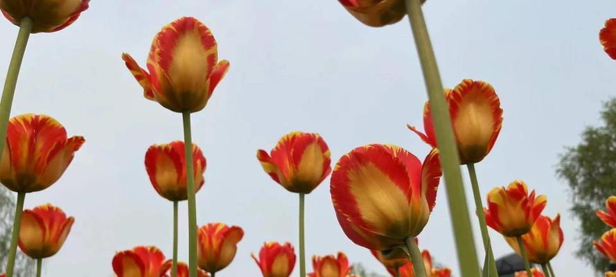 郁金香花语与寓意（探寻郁金香花语的象征意义）