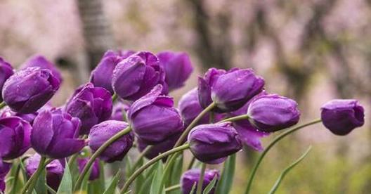 郁金香的花语及其象征意义（探索郁金香花语的起源）