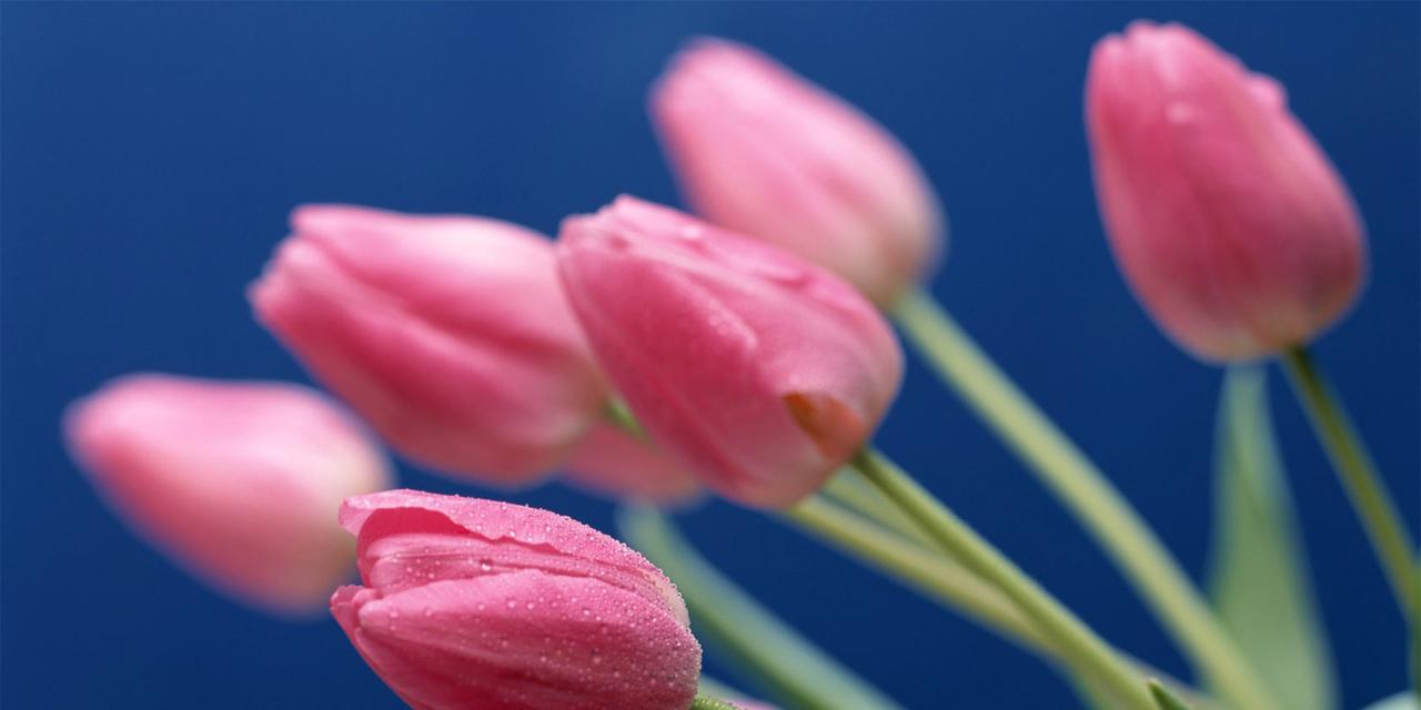 郁金香花语之意义与传承（以郁金香送几朵的含义解读与文化传统探源）