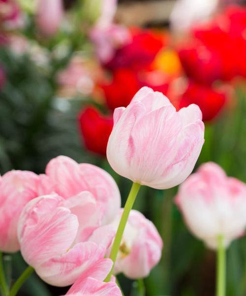 郁金香花语之意义与传承（以郁金香送几朵的含义解读与文化传统探源）