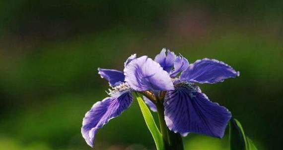 鸢尾花的花语及意义（揭开鸢尾花的神秘花语世界）