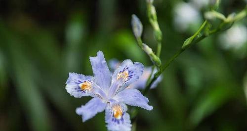 鸢尾花（鸢尾花语的种类与传承之美）